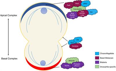 Cell polarity signalling at the birth of multicellularity: What can we learn from the first animals